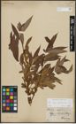 Foto von Salix alba L. x Salix pentandra L.